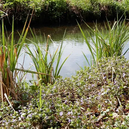 Streuobstwiese Burg (Spreewald)